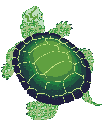 Turtle 3