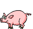 Pig dances 2