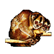 Lemurs sit