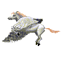 Pegasus flies