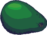 Avacado