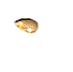 Popcorn kernel