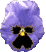 Pansy blue