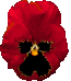 Pansy red
