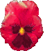 Pansy reddish