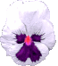 Pansy white