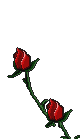 Rose left