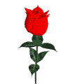 Rose opens 2