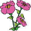 Three poppies