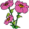 Three poppies 2