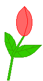 Tulip blooms