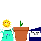 Tulip in pot