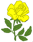 Yellow rose