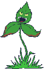 Hungry plant