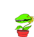 Venus flytrap