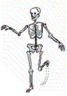 Skeleton 2